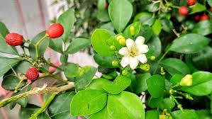 Orange Jasmine Fruit Image